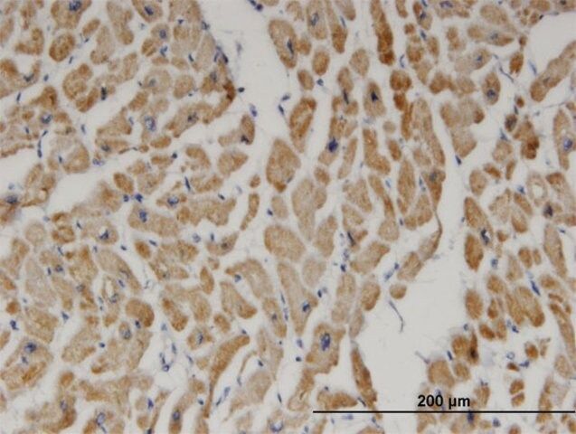 Monoclonal Anti-DECR1 antibody produced in mouse