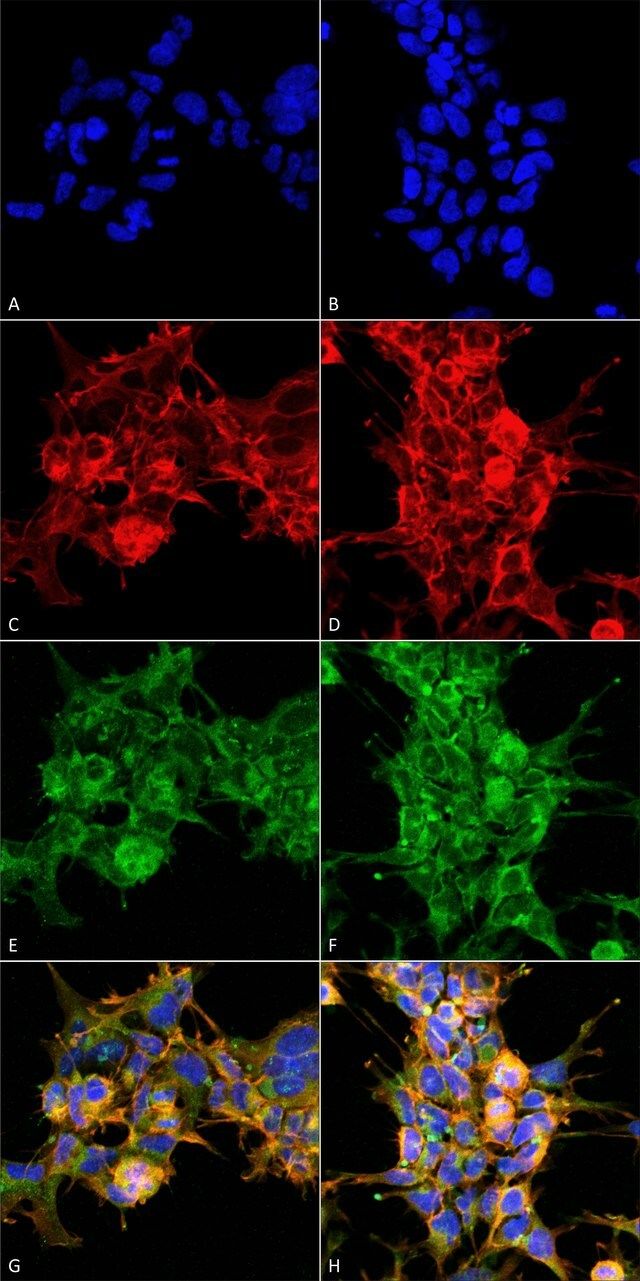 Monoclonal Anti-Dibromo-tyrosine-PerCP antibody produced in mouse