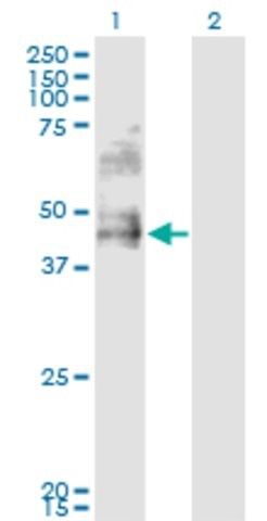 Monoclonal Anti-DDO, (C-terminal) antibody produced in mouse