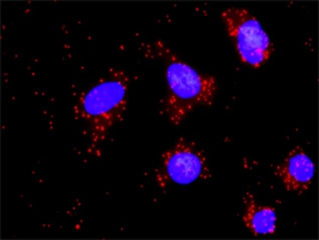 Monoclonal Anti-DFFA, (C-terminal) antibody produced in mouse