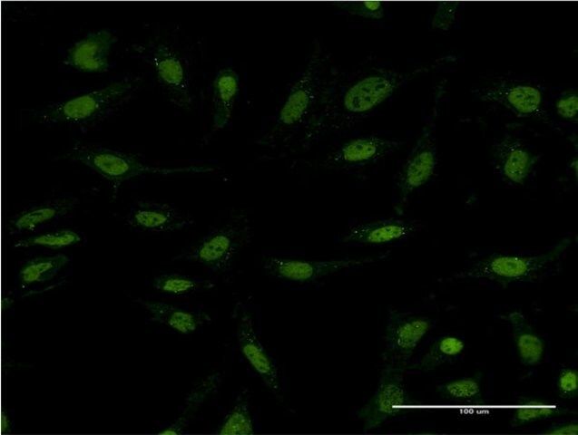 Monoclonal Anti-DIDO1 antibody produced in mouse