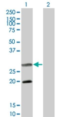 Monoclonal Anti-DIABLO antibody produced in mouse