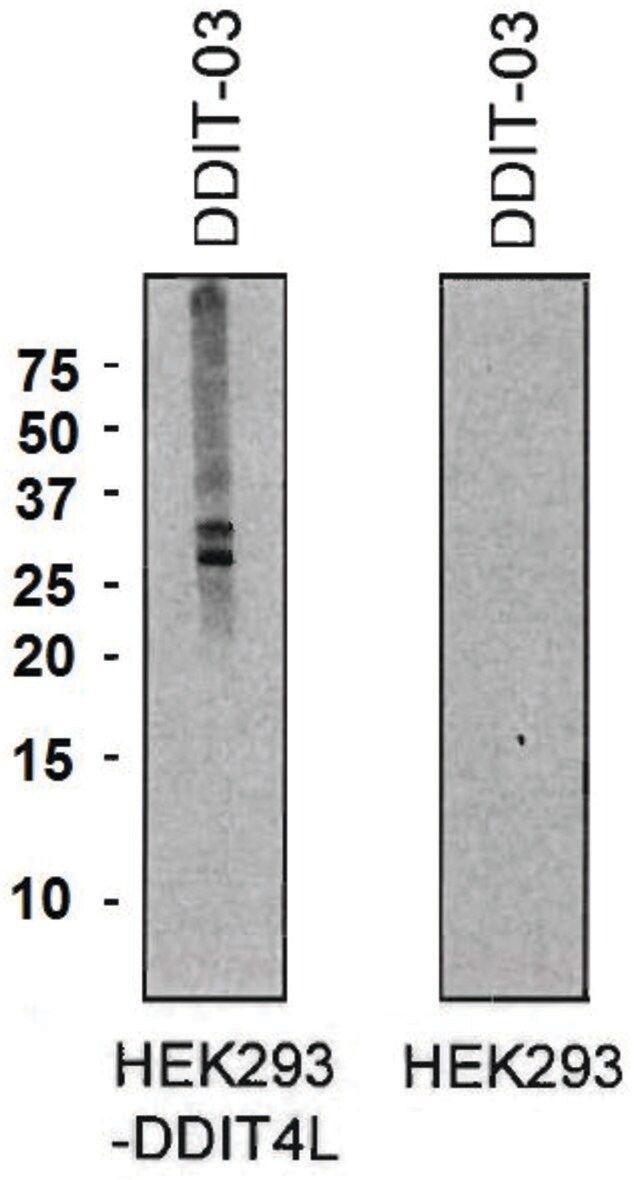 Monoclonal Anti-DDIT4L antibody produced in mouse