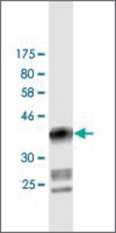 Monoclonal Anti-DIAPH1 antibody produced in mouse