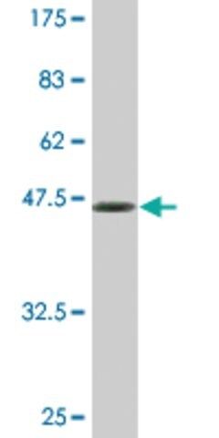 Monoclonal Anti-BRF1 antibody produced in mouse