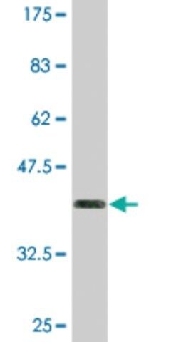 Monoclonal Anti-BSND, (C-terminal) antibody produced in mouse