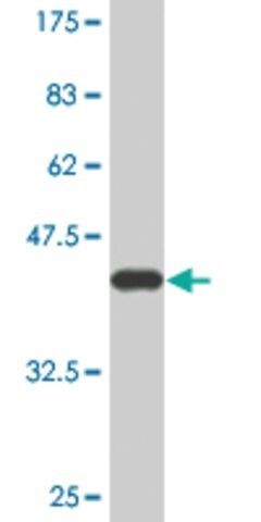 Monoclonal Anti-C3 antibody produced in mouse