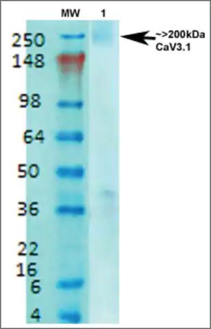 Monoclonal Anti-Cav3.1-Percp antibody produced in mouse