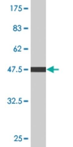 Monoclonal Anti-C4BPB antibody produced in mouse