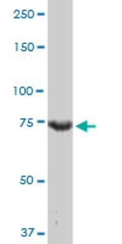 Monoclonal Anti-CCNT2 antibody produced in mouse