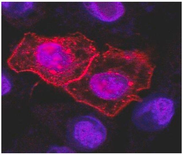 Monoclonal Anti-CD261 antibody produced in mouse