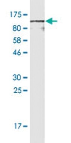 Monoclonal Anti-CD44 antibody produced in mouse