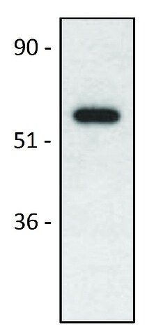 Monoclonal Anti-CD4 , (N-terminal) antibody produced in mouse