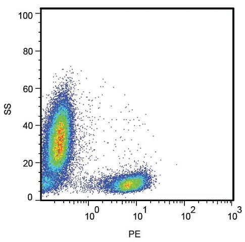 Monoclonal Anti-CD28 antibody produced in mouse