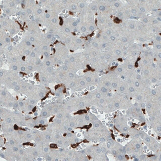 Monoclonal Anti-CD68 antibody produced in mouse