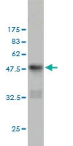 Monoclonal Anti-CD83 antibody produced in mouse