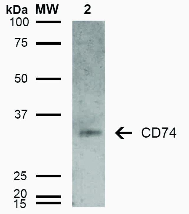 Monoclonal Anti-CD74-FITC antibody produced in mouse