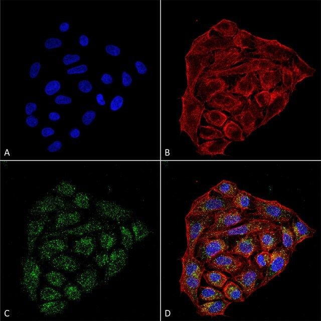 Monoclonal Anti-CD74-FITC antibody produced in mouse