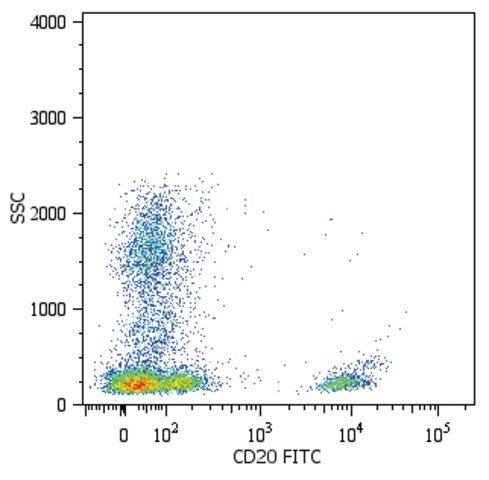 Monoclonal Anti-CD20-FITC antibody produced in mouse