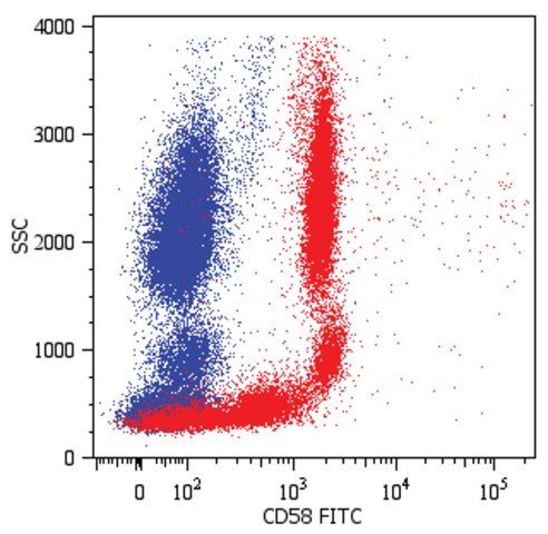 Monoclonal Anti-CD58-FITC antibody produced in mouse