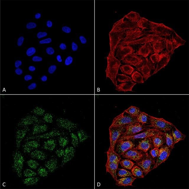 Monoclonal Anti-CD74-Horseradish Peroxidase antibody produced in mouse