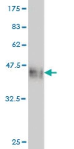 Monoclonal Anti-CDX4 antibody produced in mouse