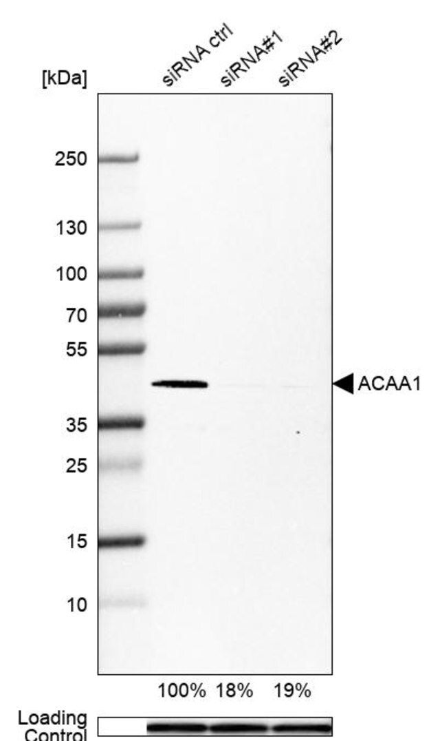 Monoclonal Anti-ACAA1 antibody produced in mouse