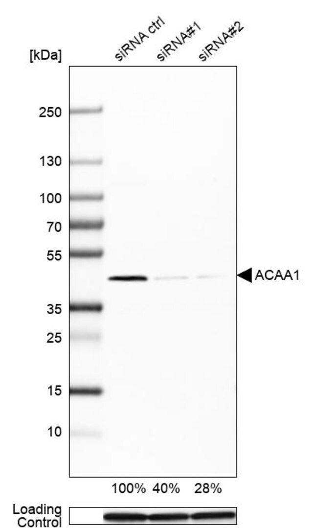 Monoclonal Anti-ACAA1 antibody produced in mouse