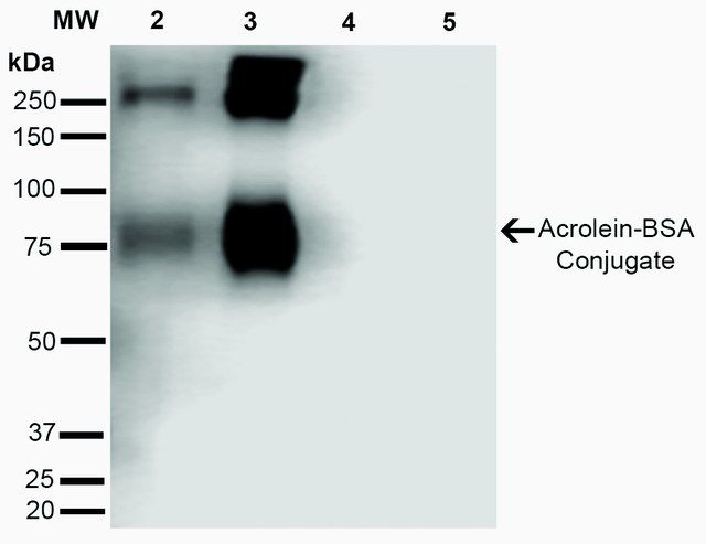 Monoclonal Anti-Acrolein-Atto 390 antibody produced in mouse