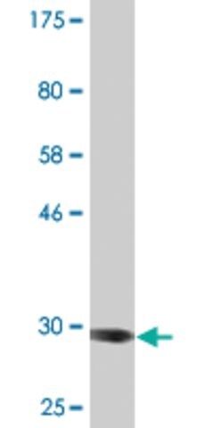 Monoclonal Anti-ADAM29 antibody produced in mouse