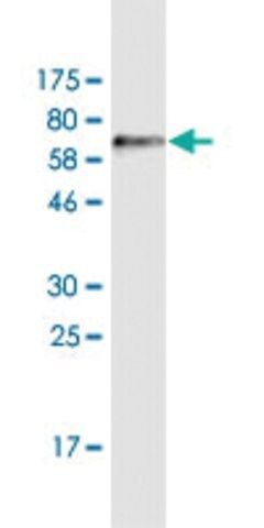 Monoclonal Anti-ADAMTSL4 antibody produced in mouse