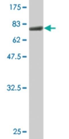 Monoclonal Anti-ACTL6A antibody produced in mouse