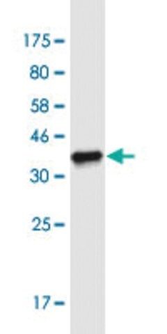 Monoclonal Anti-ADAMTS3 antibody produced in mouse