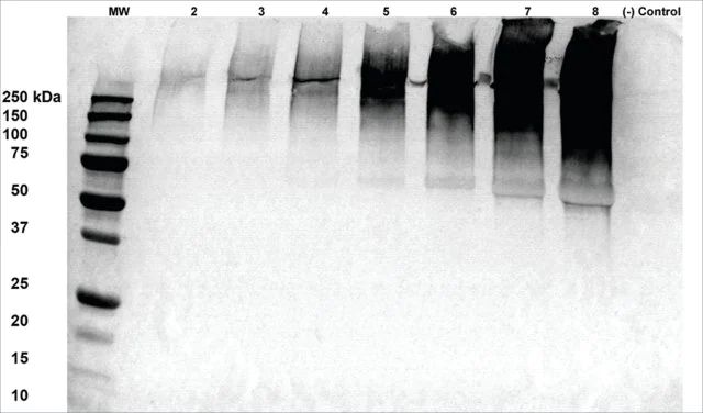 Monoclonal Anti-Alginate-Apc antibody produced in mouse