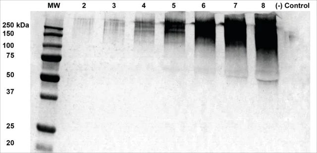 Monoclonal Anti-Alginate-PerCP antibody produced in mouse