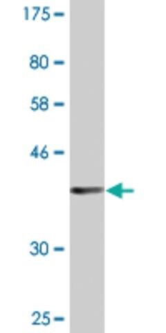 Monoclonal Anti-ALLC antibody produced in mouse