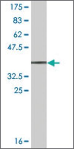 Monoclonal Anti-ALCAM antibody produced in mouse