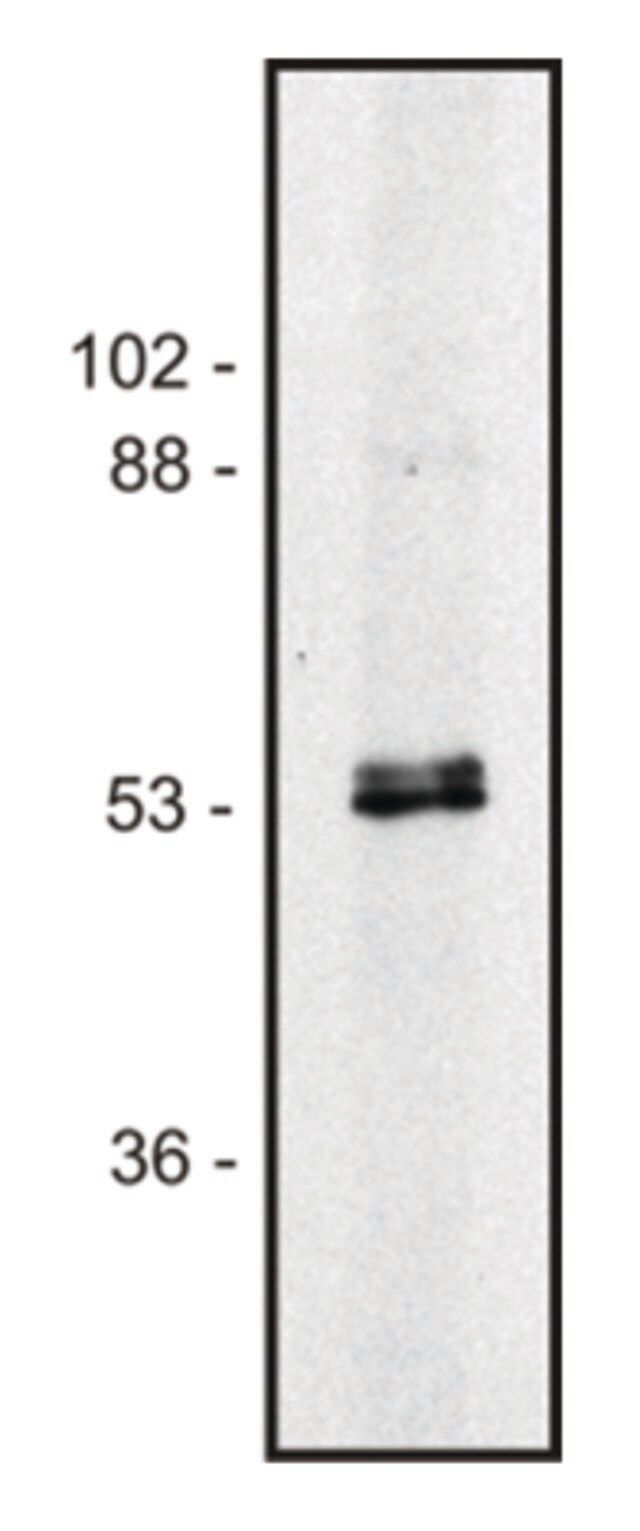 Monoclonal Anti-alpha, betaTubulin dimer antibody produced in mouse