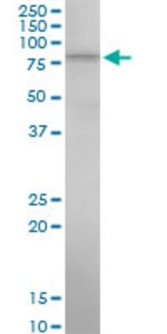 Monoclonal Anti-ALOX15 antibody produced in mouse