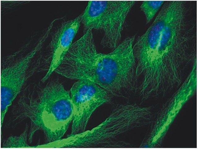 Monoclonal Anti-alphaTubulin antibody produced in mouse