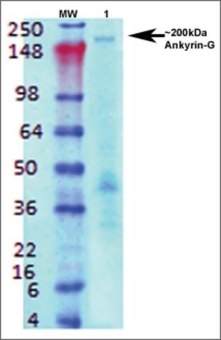 Monoclonal Anti-Ankyrin G-Atto 488 antibody produced in mouse