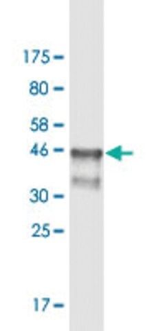 Monoclonal Anti-ARNT, (N-terminal) antibody produced in mouse