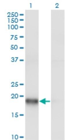 Monoclonal Anti-ARPC3, (N-terminal) antibody produced in mouse