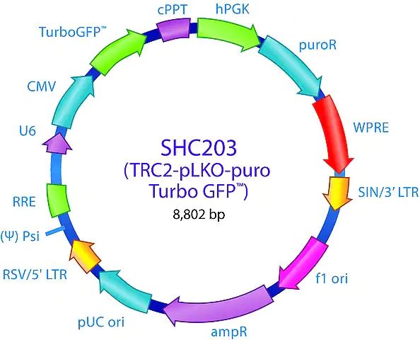 MISSION<sup>®</sup> TRC2 pLKO.5-puro-CMV-TurboGFP<sup>TM</sup> Positive Control Plasmid DNA