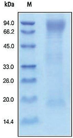 HAVCR1/KIM1/TIM1 human