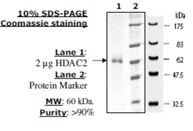 HDAC 2 His tag human