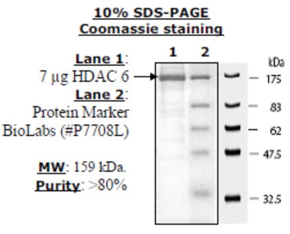 HDAC-6 human