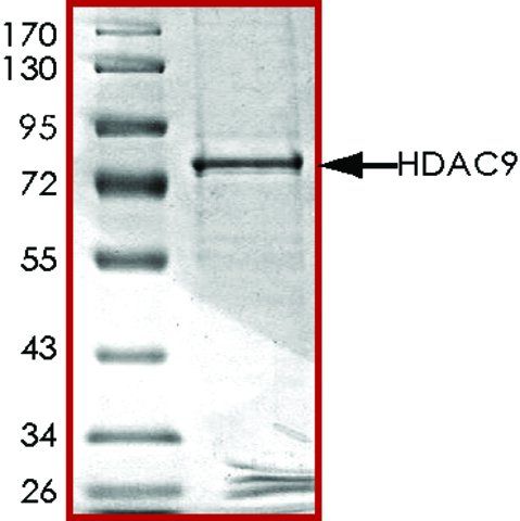 HDAC9, active, GST tagged human