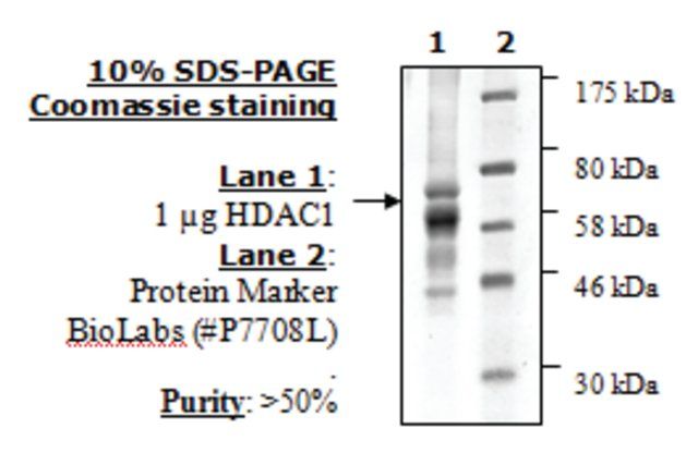 HDAC-1 human