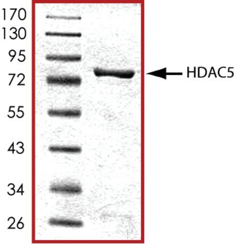 HDAC5, active, GST tagged from mouse